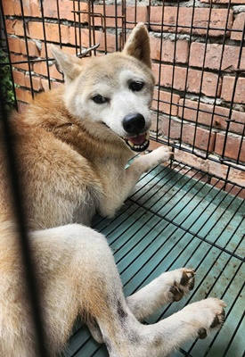 台中市待認養狗 柴犬