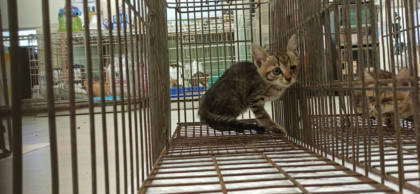 金門縣待認養貓｜混種貓｜母