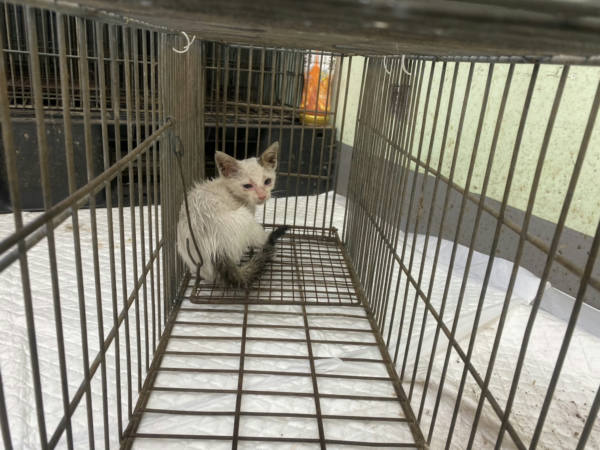 金門縣待認養貓 混種貓