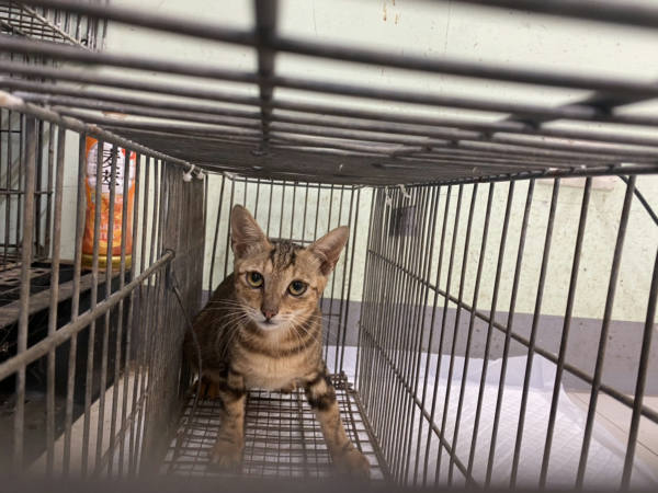 金門縣待認養狗 混種犬