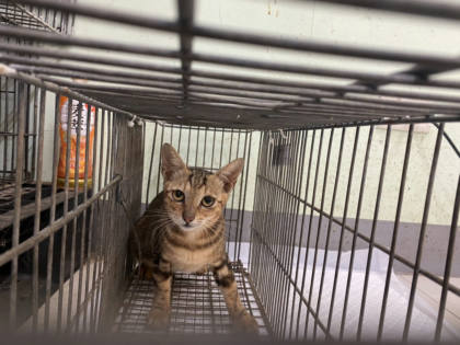 金門縣待認養狗｜混種犬｜母