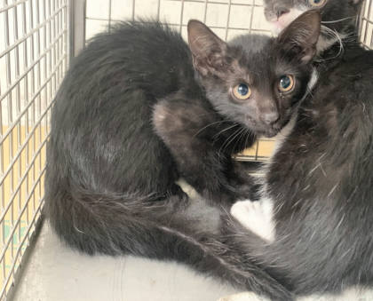 台北市待認養貓｜混種貓｜黑色｜母