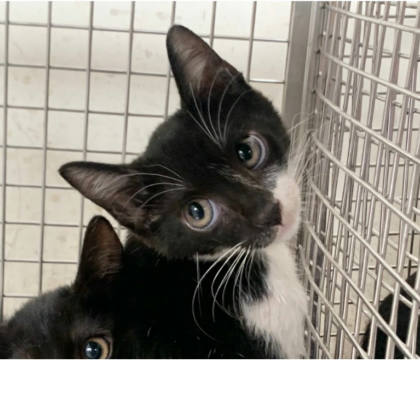 台北市待認養貓｜混種貓｜黑白色｜母