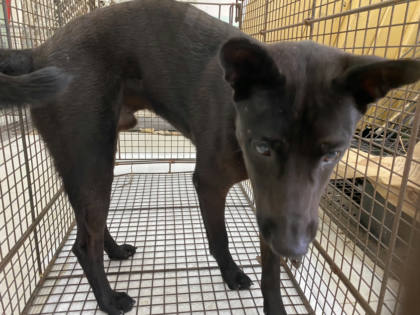 金門縣待認養狗｜混種犬｜黑色｜公