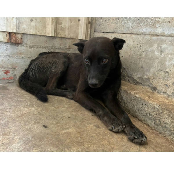 彰化縣待認養狗 混種犬