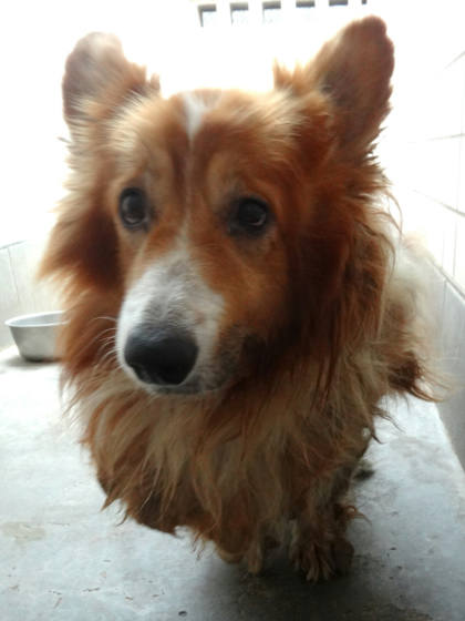 宜蘭縣待認養狗｜威爾斯柯基犬｜黃白色｜公