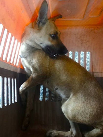 宜蘭縣待認養狗｜混種犬｜黃色｜母