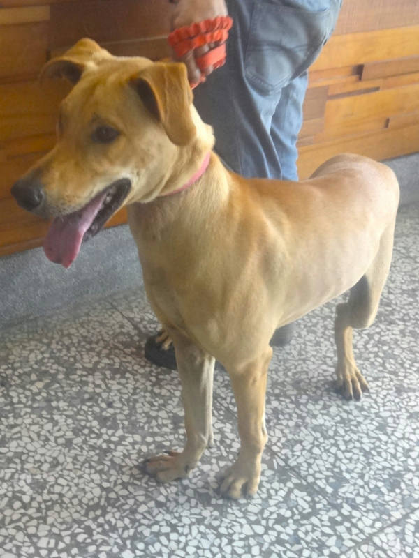 宜蘭縣待認養狗 混種犬