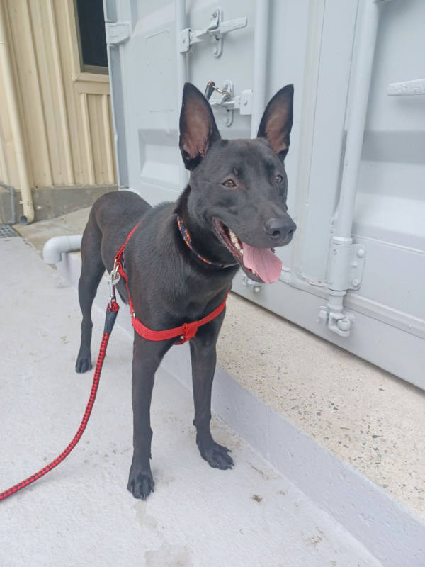新北市待認養狗 混種犬