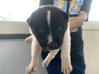 台北市待認養狗｜混種犬｜黑白色｜公
