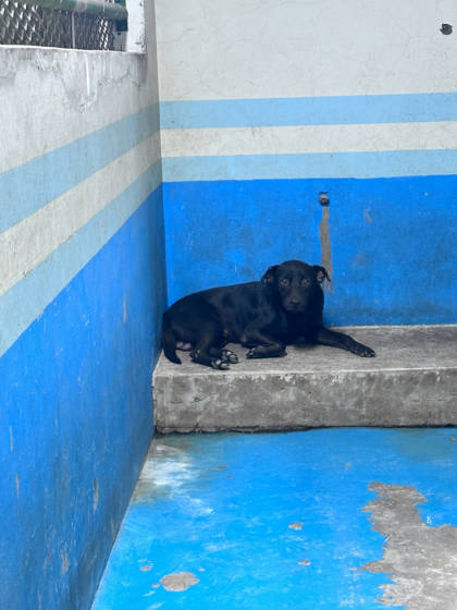 苗栗縣待認養狗｜混種犬｜黑色｜公