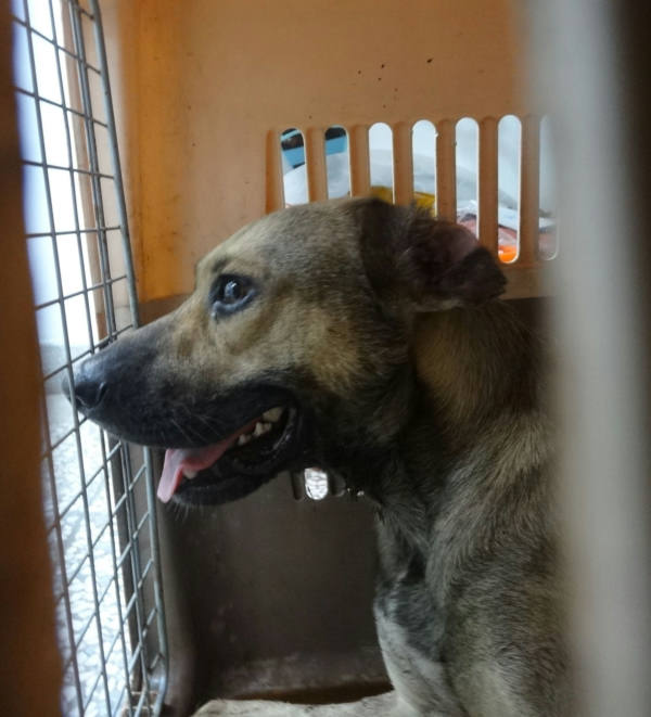 宜蘭縣待認養狗 混種犬