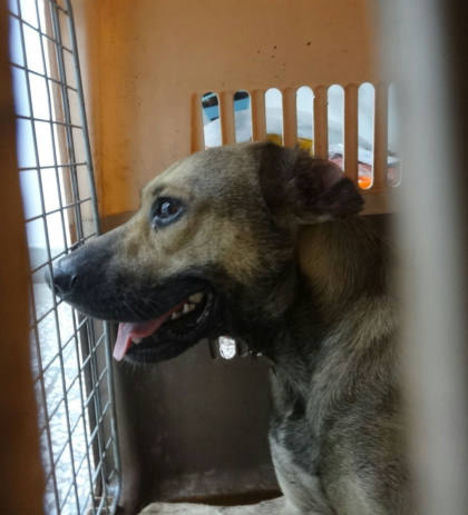 宜蘭縣待認養狗｜混種犬｜棕色｜公