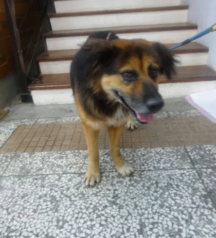宜蘭縣待認養狗｜混種犬｜公