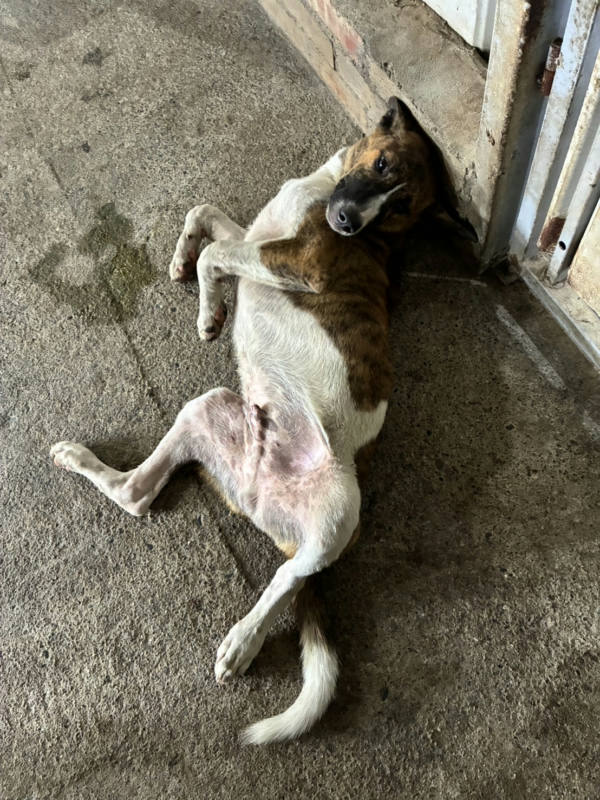 彰化縣待認養狗 混種犬