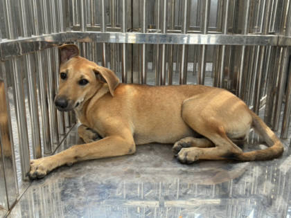 彰化縣待認養狗｜混種犬｜黃色｜母