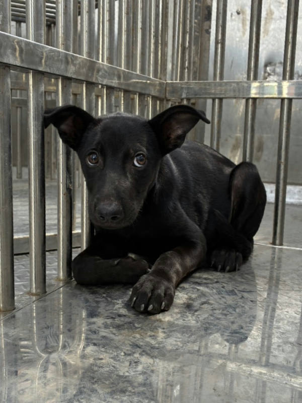 彰化縣待認養狗 混種犬
