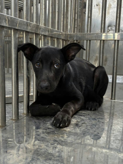 彰化縣待認養狗｜混種犬｜黑色｜公