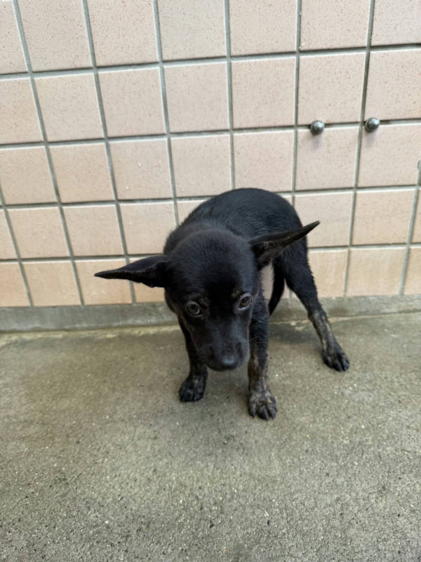 新北市待認養狗 混種犬