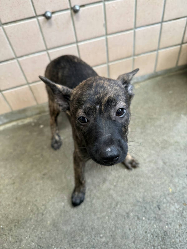 新北市待認養狗 混種犬
