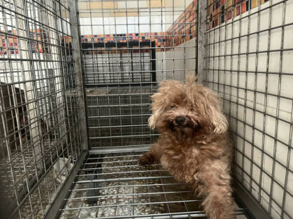 高雄市待認養狗｜貴賓犬｜棕色｜母