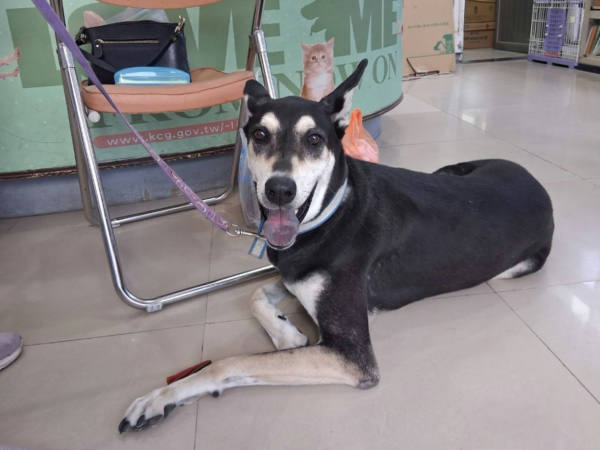 高雄市待認養狗 混種犬