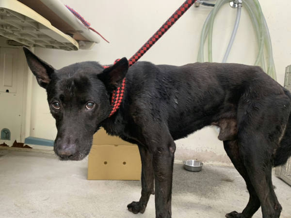台北市待認養狗 混種犬