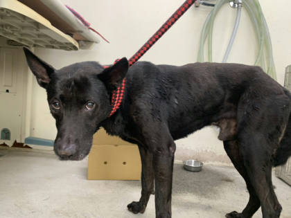 台北市待認養狗｜混種犬｜黑色｜公