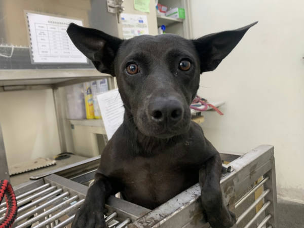 台北市待認養狗 混種犬