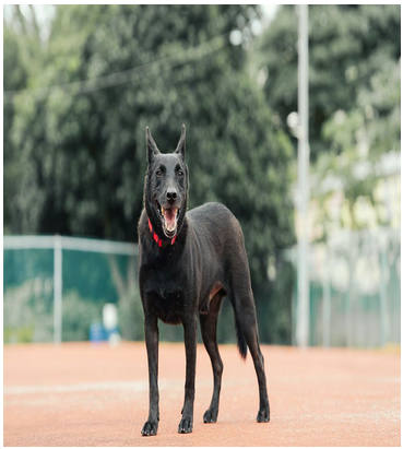 新北市待認養狗｜混種犬｜黑色｜公