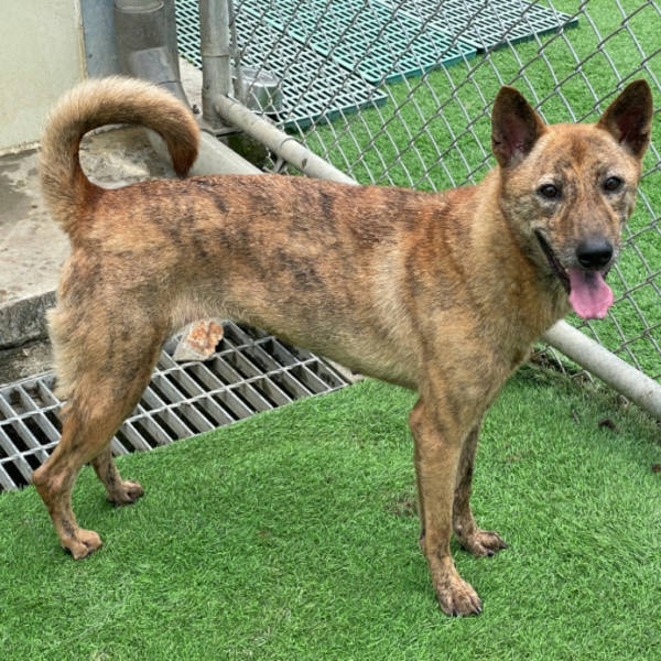 台北市待認養狗 混種犬