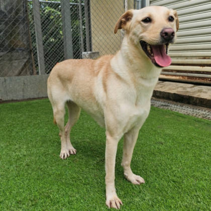 台北市待認養狗｜混種犬｜黃色｜母