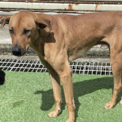台北市待認養狗｜混種犬｜黃色｜公
