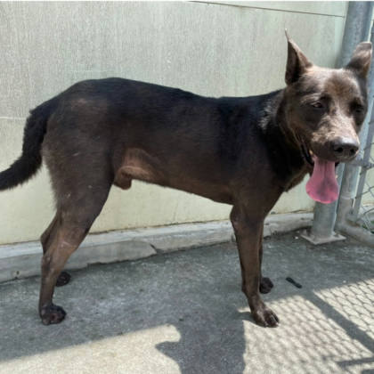 台北市待認養狗｜混種犬｜黑色｜公