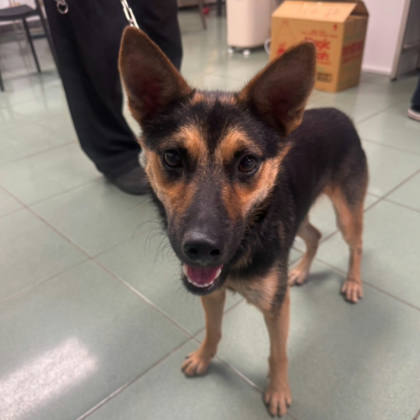 台南市待認養狗｜混種犬｜黑黃色｜母