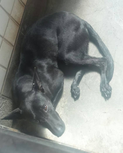 宜蘭縣待認養狗｜混種犬｜黑色｜母