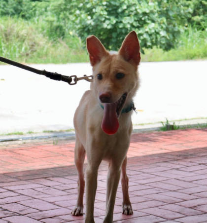 苗栗縣待認養狗｜混種犬｜黃色｜母