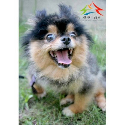 台中市待認養狗 混種犬