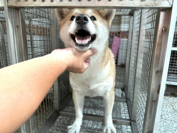高雄市待認養狗 柴犬