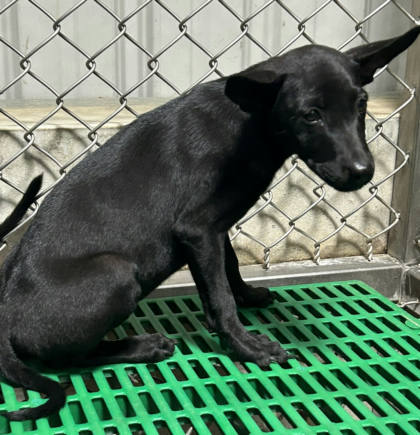 台東縣待認養狗｜混種犬｜黑色｜公