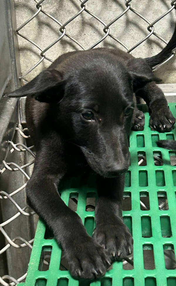 台東縣待認養狗 混種犬