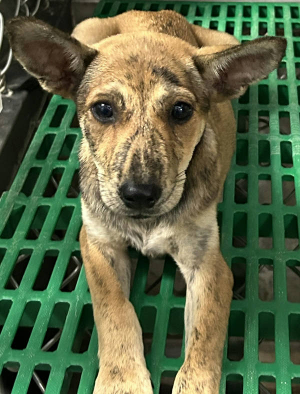 台東縣待認養狗 混種犬