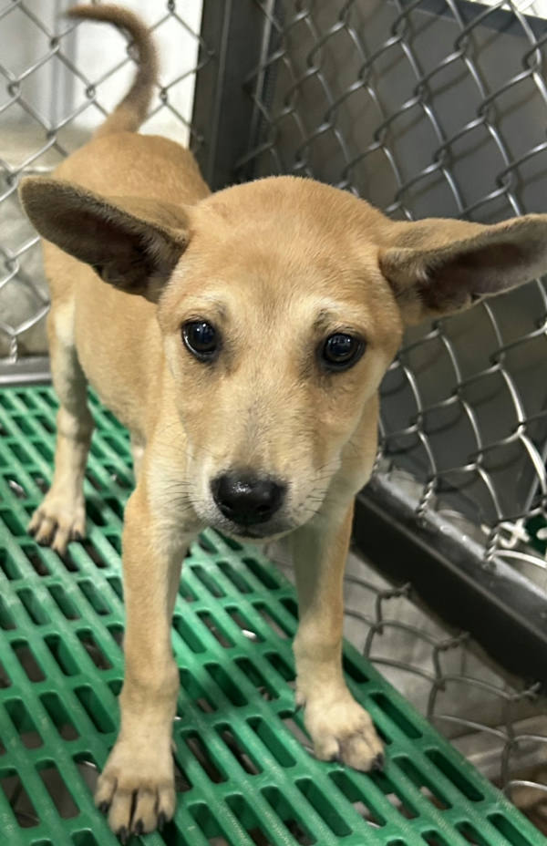 台東縣待認養狗 混種犬