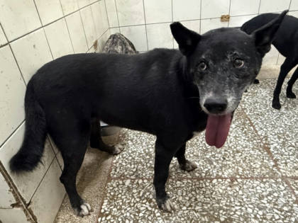 高雄市待認養狗｜混種犬｜黑色｜母