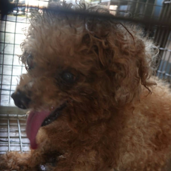 台南市待認養狗 貴賓犬