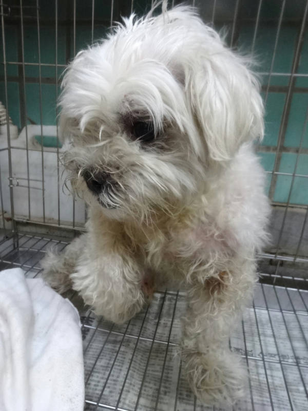 宜蘭縣待認養狗 瑪爾濟斯犬