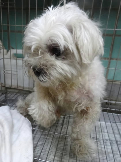 宜蘭縣待認養狗｜瑪爾濟斯犬｜白色｜公