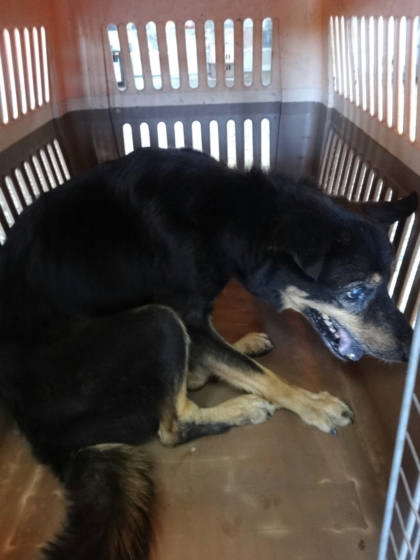 宜蘭縣待認養狗｜混種犬｜黑色｜母
