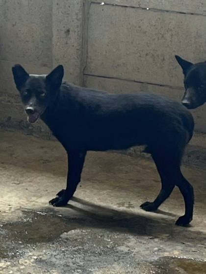 彰化縣待認養狗｜混種犬｜黑色｜母