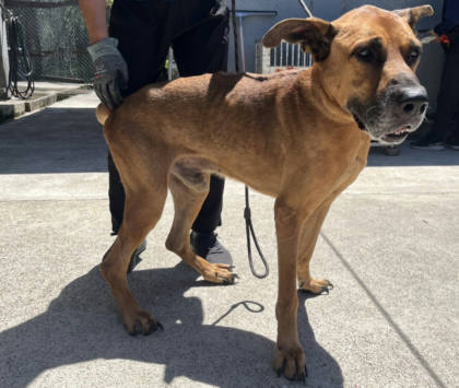 桃園市待認養狗｜混種犬｜黃色｜公